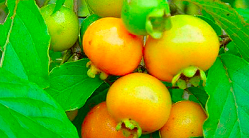 A força das frutas na cura de doenças