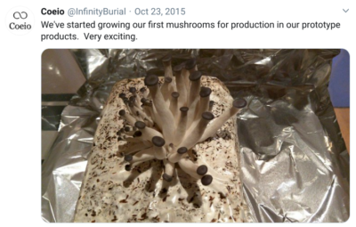 Os cogumelos podem ser usados para fazer funerais ecológicos