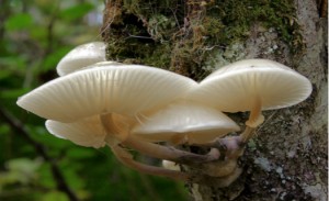 mushrooms eat plastic