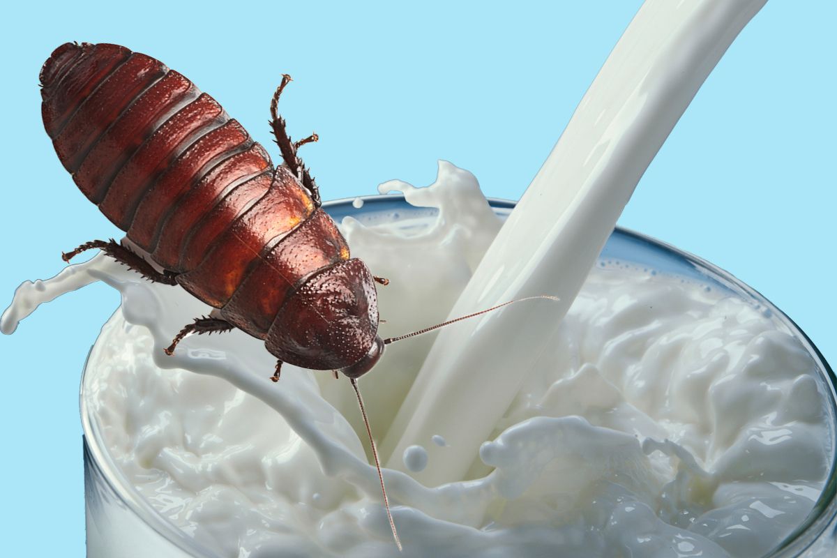 cockroach milk 2
