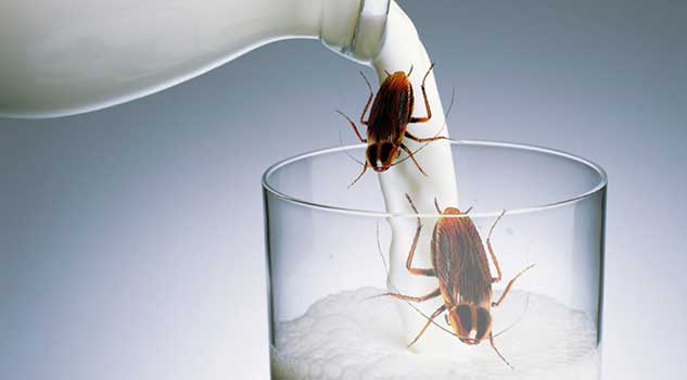 Cockroach milk can be your food in the future