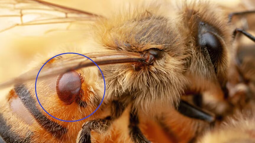 abelhas sofrem com ácaro