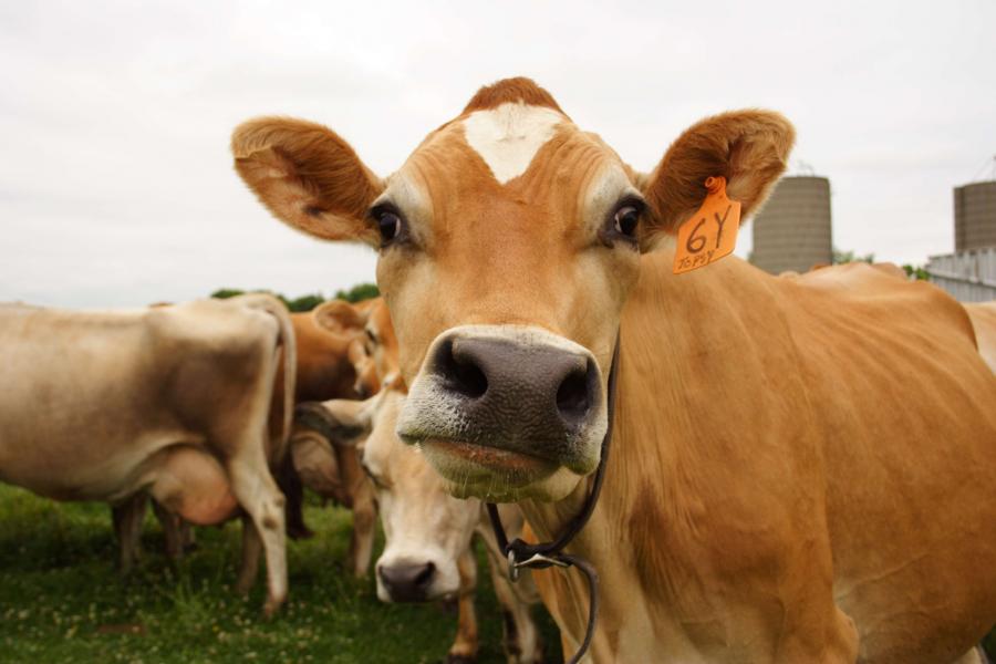 7% of Americans Think Chocolate Milk Comes From Brown Cows