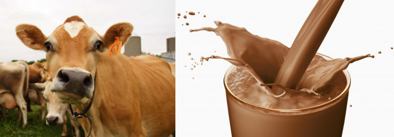 chocolate milk comes from brown cows