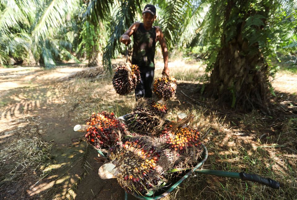 alternativa ao óleo de palma