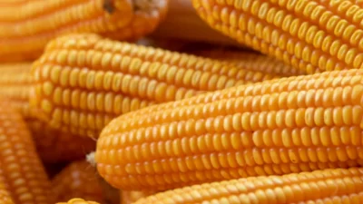 milho e GMO
