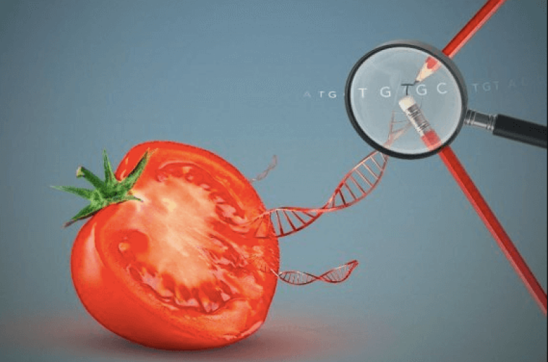 CRISPR: What is the DNA editor that is transforming our food?