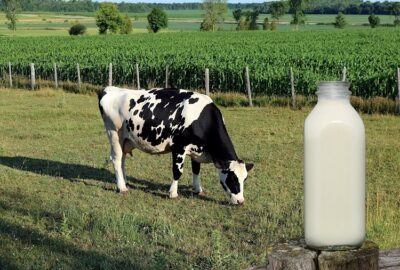 Imagem de vaca e leite 