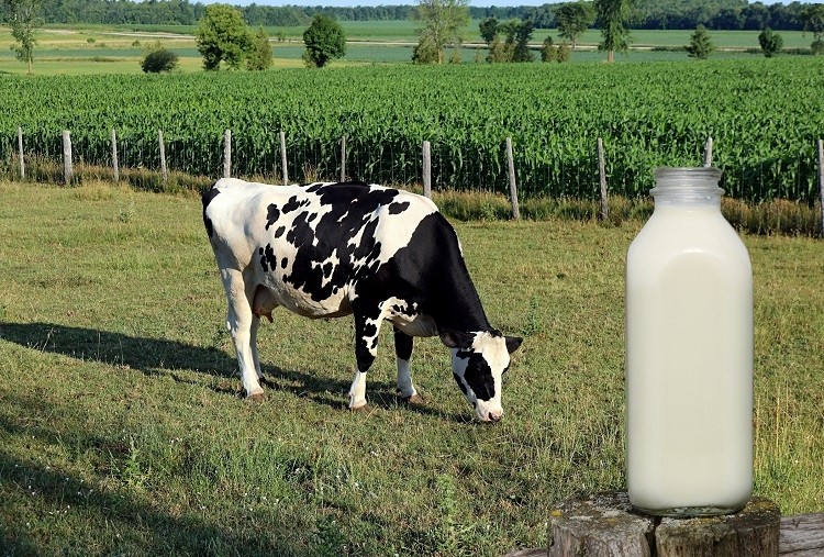 Chicken-free eggs and cow-free milk: all about precision fermentation