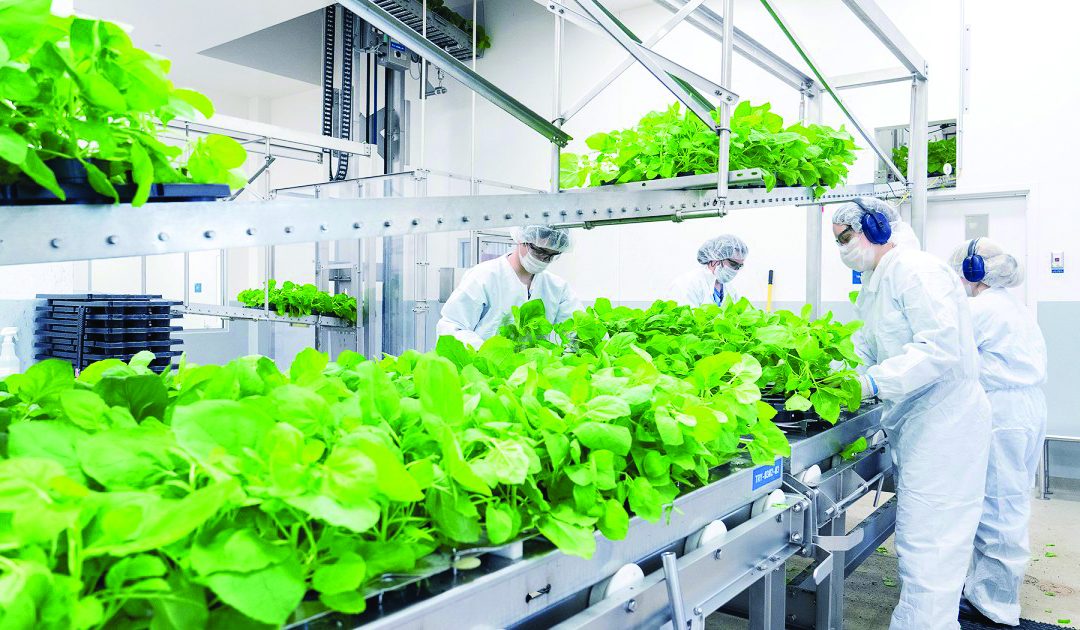 Molecular Agriculture: it will revolutionize your diet in the (very) near future