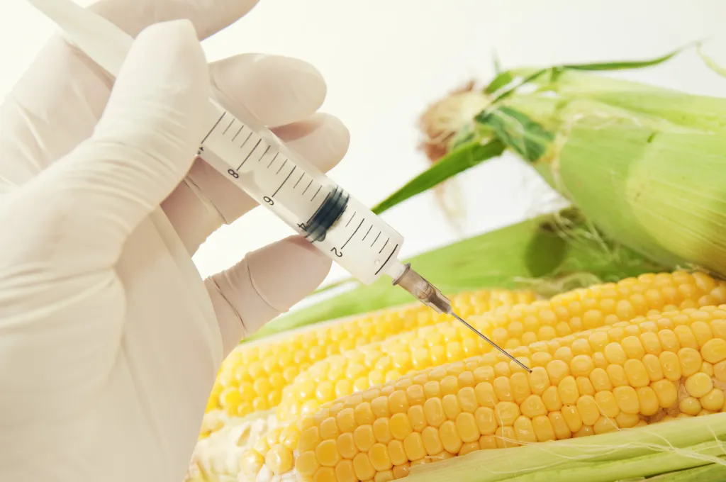 GMO: Where are we with genetically modified foods?