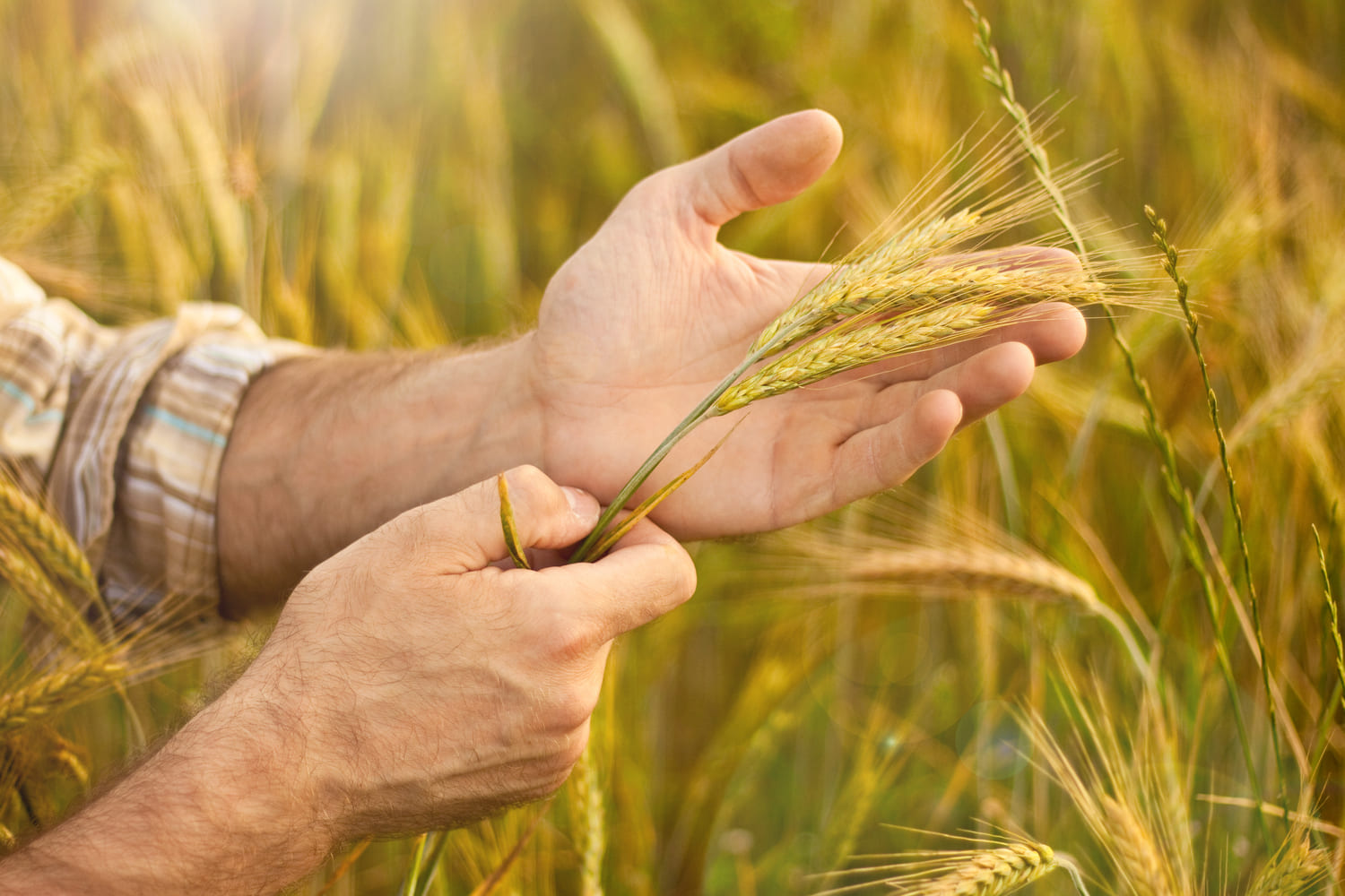 Como o upcycling de trigo é a solução para o desperdício do cereal mais consumido no mundo