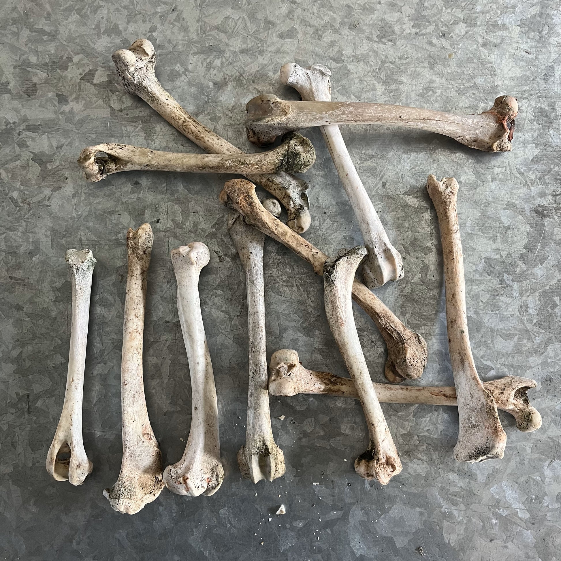 ossos de animais