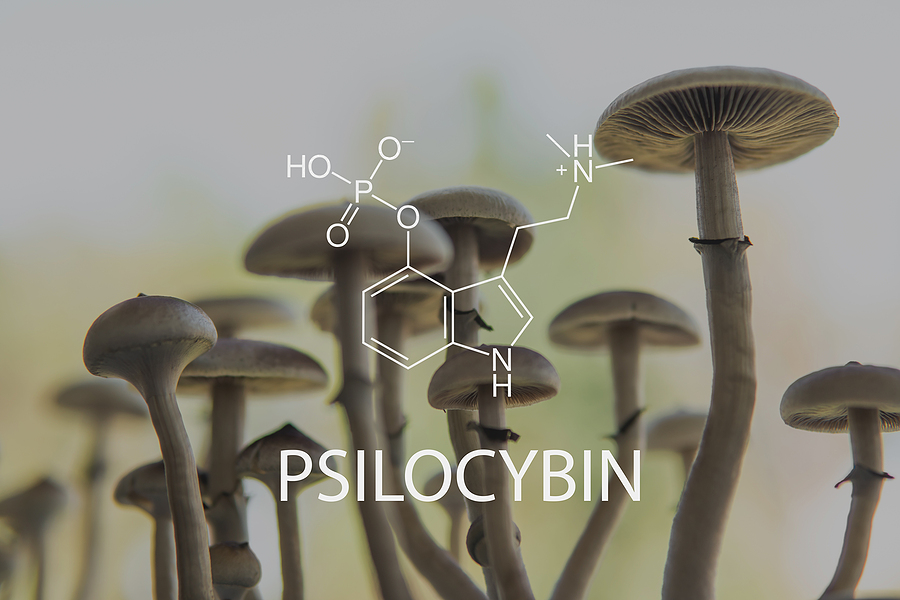 cogumelos alucinógenos são aqueles que possuem a psilocibina